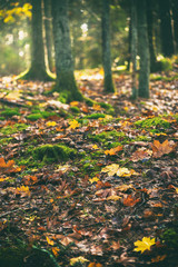 Forest floor in vivid colors during autumn