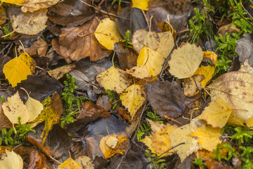 Forest in vivid autumn colours during a rainy day