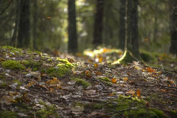 Fotobehang Colorful forest floor with vivid autumn leaves and backlight © stefanholm