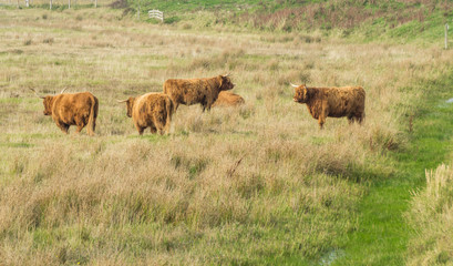 Highland cattle in the field