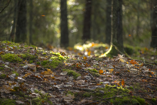 Colorful forest floor with vivid autumn leaves and backlight