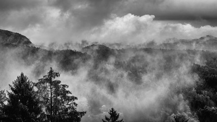 Bohemian Switzerland after a heavy rainfall in October in the Czech Republic. Close up of a fir tree with the clouds moving through the forest in the background