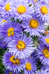 Fototapeta premium flowers asters in the garden