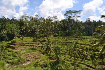Fototapeta na wymiar The rice field in Ubud - Bali. It's constructed using a philosophy of 'subak', that makes it as a UNESCO world heritage site