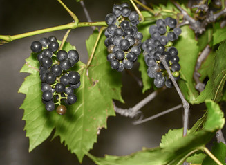 hanging small grapes