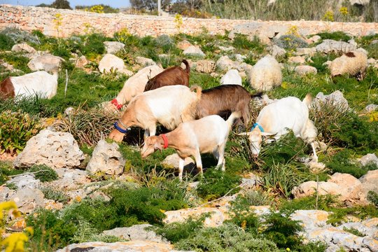 Sheep and goats grazing on scrubland, Dingli, Malta.