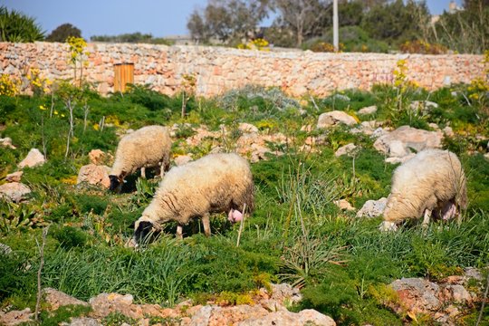 Sheep grazing on scrubland, Dingli, Malta.