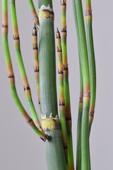 Obraz premium Marsh grass from a bog garden