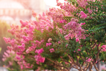 Obraz premium Blooming magnolia tree with pink flowers at Sultan Ahmet square in Istanbul
