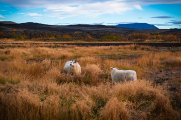 A sheep and ram in a meadow in Iceland. Calm autumn landscape with hills in a background.