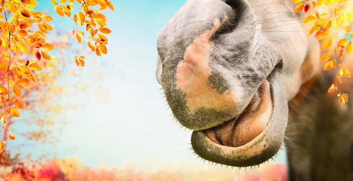 Close up of Funny horse face with open mouth at autumn nature background with foliage