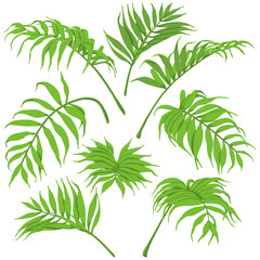 Green Palm Leaves Isolated