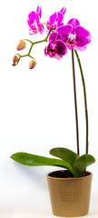 Naklejka na ściany i meble orchidée fuchsia 