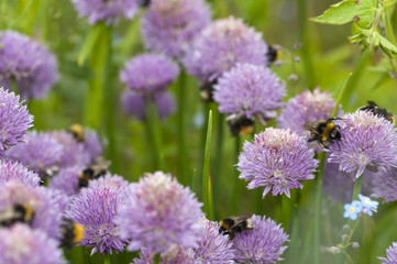 Bumble bees pollinating chives (allium schoenoprasum)