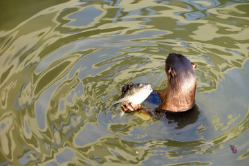 Sea lion eating fish on waters
