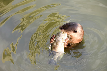 Fototapeta premium Sea lion eating fish on waters