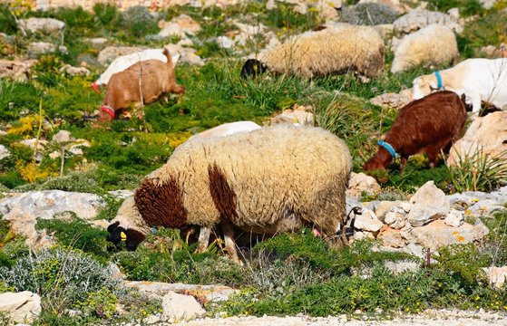 Goats grazing on scrubland, Dingli, Malta.