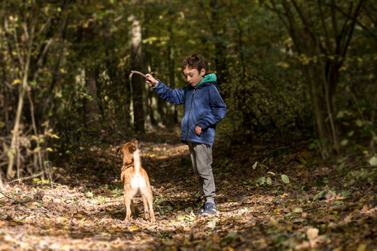 Dog And Boy Friends, Dog Training
