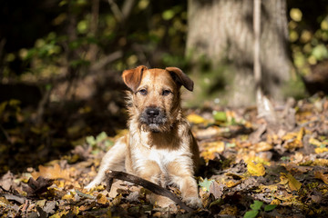 autumn dog portrait, terrier dog
