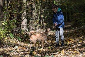 dog and boy friends, dog training
