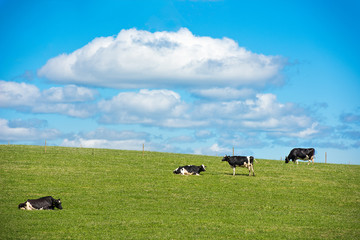 Swedish cow on a meadow