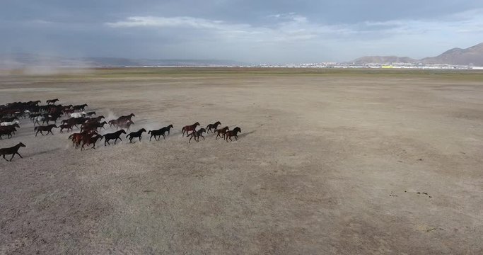 Top view aerial photo from drone of a plain with beautiful horses in sunny summer day in Turkey. Herd of thoroughbred horses. Horse herd run fast in desert dust against dramatic sunset sky.