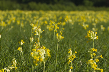 Cowslips (Primula veris)