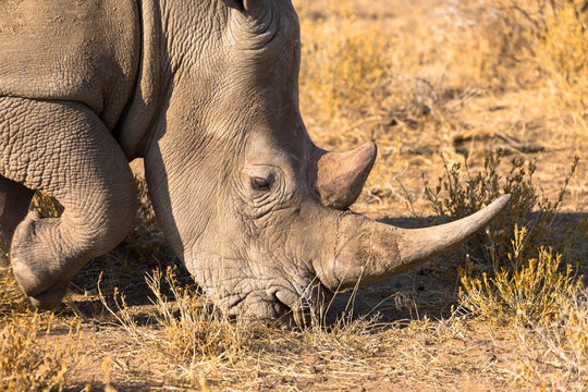 Nahrungsaufnahme Rhino