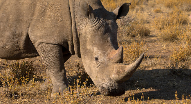 Rhinozeros, Namibia
