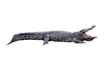 Krokodil isoliert auf weißem Hintergrund