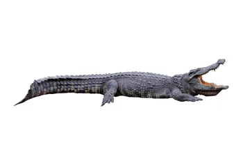 Zelfklevend Fotobehang Krokodil krokodil geïsoleerd op een witte achtergrond