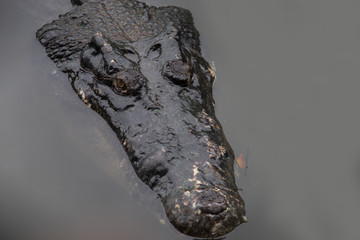 close up of a head crocodile in the water
