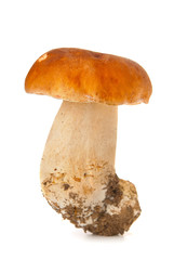 The boletus on isolated background