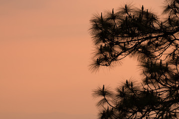 Fototapeta na wymiar silhouette of tree with sunrise in the morning, dramatic stunning light