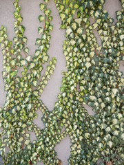 ivy