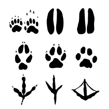 Set of Mammals and bids Footprints - Vector Illustration