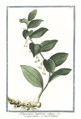 Old botanical illustration of Polygonatum latifolium vulgare. By G. Bonelli on Hortus Romanus, publ. N. Martelli, Rome, 1772 – 93