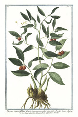 Old botanical illustration of Ruscus angustitifolius fructu summis ramuli innascente. By G. Bonelli on Hortus Romanus, publ. N. Martelli, Rome, 1772 – 93