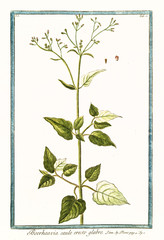 Old botanical illustration of Boerhaavia caule erecto glabro. By G. Bonelli on Hortus Romanus, publ. N. Martelli, Rome, 1772 – 93