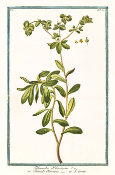 Old botanical illustration of Tithymalus helioscopius. By G. Bonelli on Hortus Romanus, publ. N. Martelli, Rome, 1772 – 93