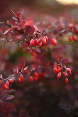 Barberry autumn
