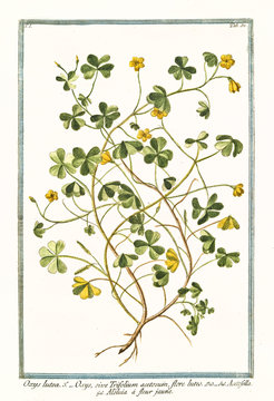 Old botanical illustration of  Oxys lutea, flore luteo (Oxalys acetosella). By G. Bonelli on Hortus Romanus, publ. N. Martelli, Rome, 1772 &ndash; 93