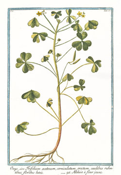 Old botanical illustration of  Oxys, sive Trifolium acetosum, (Oxalys acetosella). By G. Bonelli on Hortus Romanus, publ. N. Martelli, Rome, 1772 &ndash; 93