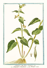 Old botanical illustration of  Asclepias albo flore, (Vincetoxicum hirundinaria). By G. Bonelli on Hortus Romanus, publ. N. Martelli, Rome, 1772 – 93