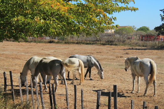 Chevaux blanc de Camargue, France