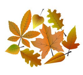 autumn leaves set 