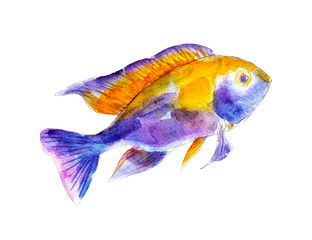 The cichlid fish, watercolor illustration isolated on white background.