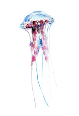 The jellyfish, watercolor illustration isolated on white background.