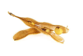 Soybean pods isolated on white background