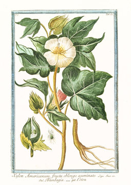 Old botanical illustration of Xylon americanum (Gossypium herbaceum). By G. Bonelli on Hortus Romanus, publ. N. Martelli, Rome, 1772 &ndash; 93